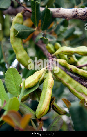 Ceratonia Siliqua / Johannisbrotbaum Baum auf Ibiza Stockfoto