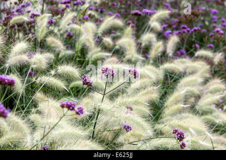 Pennisetum Verbena bonariensis Blumenbeet Gräser mischen Stockfoto