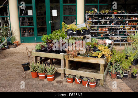 Einheimische Pflanzen zum Verkauf an Kirstenbosch Garden Centre Spezialist indigenen Gärtnerei. Stockfoto