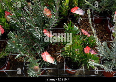 Leucospermum (Pincushion Protea) Pflanzen zum Verkauf an Kirstenbosch Garden Centre Spezialist indigenen Gärtnerei. Stockfoto