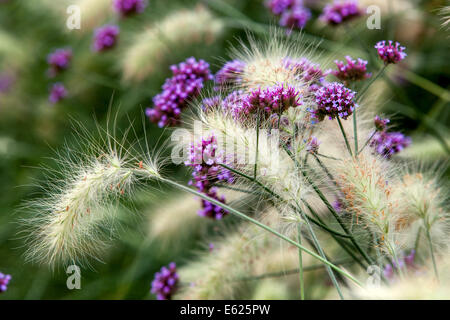 Feathertop Pennisetum villosum, Verbena bonariensis vermischen Blumengras Stockfoto