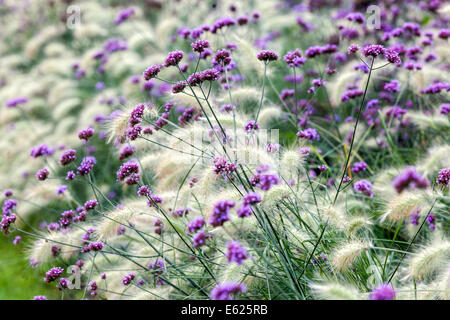 Verbena bonariensis grenzt an wunderschöne Farbkontraste des Blumenbeete, Pennisetum villosum Gräser Stockfoto