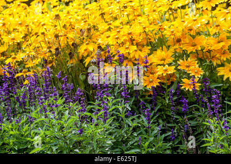 Ein buntes Blumenbett mit jährlichen Blumen, Gartengrenze, Rudbeckia Prairie Sun Salvia Stockfoto