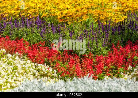 Farbenfrohe Blumenbeete mit jährlichen Blumen, Rudbeckia hirta „Sonne der Vorliebe“, Salvia splendens Beetingpflanzen Stockfoto