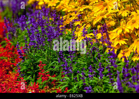 Rudbeckia hirta 'Prairie Sun', Salvia splendens flower bed Stockfoto