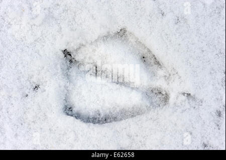 Graugans (Anser Anser), Abdruck im Schnee, North Rhine-Westphalia, Deutschland Stockfoto