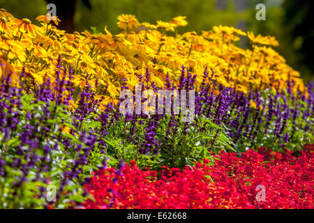 Ein buntes Blumenbeet von jährlichen blühenden Pflanzen, Rudbeckia Prairie Sun, Salvia splendens, schöne Gartenblumen gemischte Grenze Stockfoto