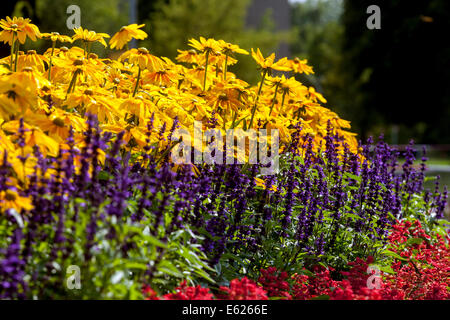 Bunte Blumenbeet der jährlichen Blumen, Garten Grenze, Rudbeckia Prairie Sonne Salvia blau gelb gemischte Blumen Stockfoto