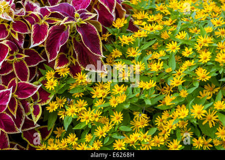 Bunte Blumenbeet der jährlichen Blumen, Coleus 'Wizard Scarlet', Melampodium paludosum Butter Daisy Hardy einjährige gemischte Grenze Stockfoto