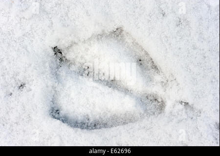 Graugans (Anser Anser), Abdruck im Schnee, North Rhine-Westphalia, Deutschland Stockfoto