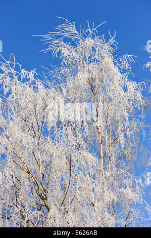 Raureif bedeckt, Birke (Betula Pendel), North Rhine-Westphalia, Deutschland Stockfoto