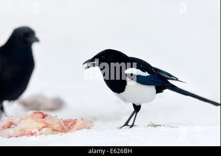 Eurasische Elster, Europäische Elster oder gemeinsame Elster (Pica Pica) auf Kadaver in Winter, North Rhine-Westphalia, Deutschland Stockfoto