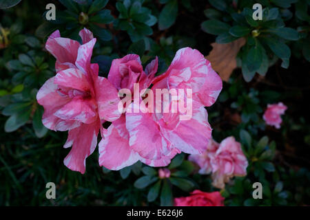 Pink und weiß blühende Azalee (Rhododendron Pulchrum) im Botanischen Garten der Stellenbosch Universität. Stockfoto