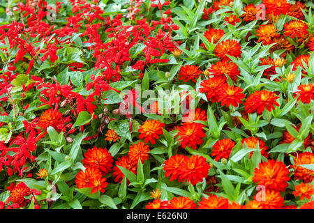 Bunte Blume Bett von jährlichen Blumen, Zinnia Zahara de los Atunes Stockfoto