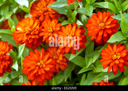 Orange Zinnia Zahara de los Atunes "Starlight Double Fire' Stockfoto