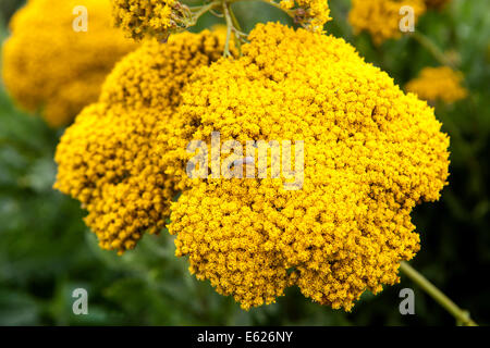 Fernleaf Schafgarbe, Achillea filipendulina Stockfoto