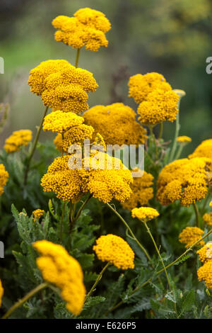 Fernleaf Schafgarbe, Achillea filipendulina Stockfoto