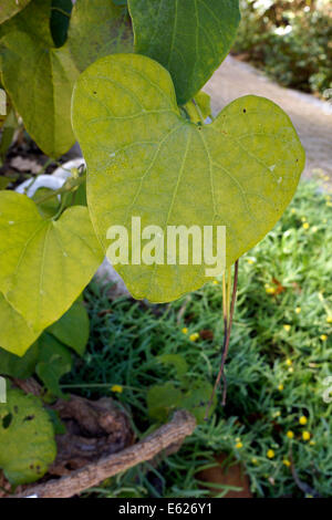 Herzförmige Blätter von Aristolochia Gigantea (brasilianische Dutchman's Pipe, riesige Pelican Blume) Pflanze. Stockfoto