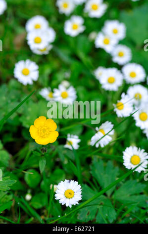 Ein gelber Hahnenfuß unter vielen weißen daises Stockfoto