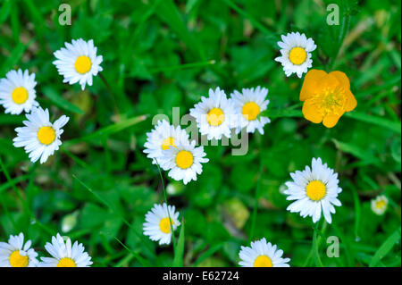 Ein gelber Hahnenfuß unter vielen weißen daises Stockfoto