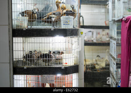 Enten in Käfigen zum Verkauf in Straßenmarkt in Brasilien. Tierrechte sind in Brasilien stark vernachlässigt. Stockfoto