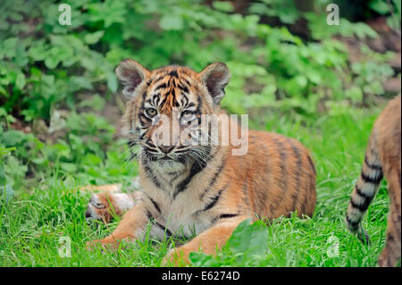 Sumatra-Tiger (Panthera Tigris Sumatrae, Panthera Sumatrae), Jungtier Stockfoto