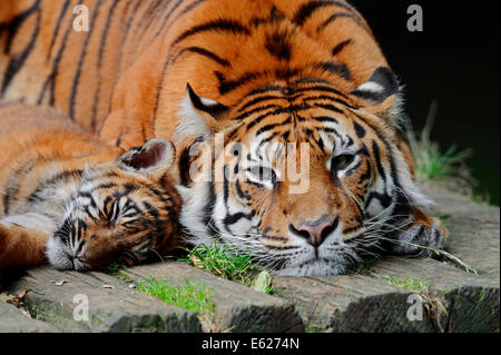 Sumatra-Tiger (Panthera Tigris Sumatrae, Panthera Sumatrae), Weibchen mit Jungtier Stockfoto