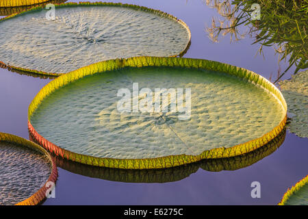 Große und Runde Victoria Lotus oder Seerose im Teich Reflexion Stockfoto