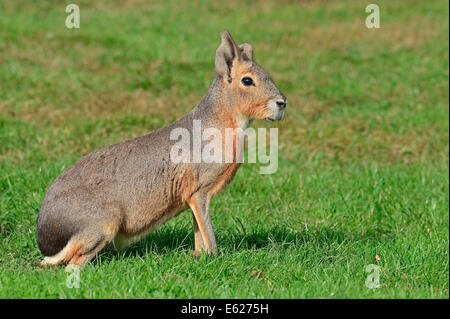 Patagonische Mara oder patagonischen Cavia (Dolichotis Patagonum) Stockfoto