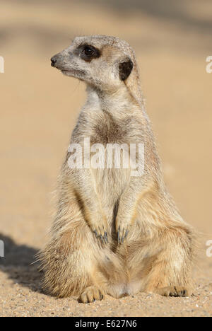 Erdmännchen oder Suricate (Suricata Suricatta) Stockfoto