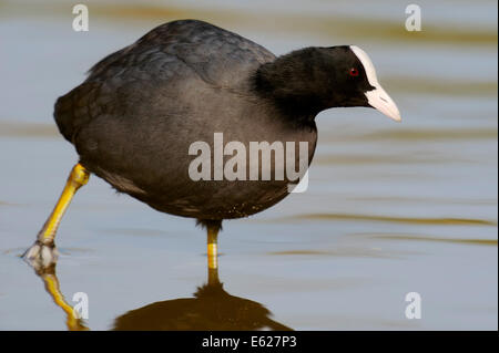 Eurasische Wasserhuhn, gemeinsame Blässhuhn oder europäischen Blässhuhn (Fulica Atra), North Rhine-Westphalia, Germany Stockfoto