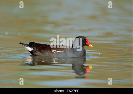 Gemeinsamen Teichhuhn oder Sumpf Huhn (Gallinula Chloropus), North Rhine-Westphalia, Germany Stockfoto