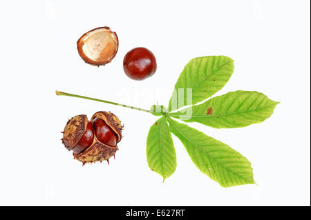 Rosskastanie oder Conker Baum (Aesculus Hippocastanum), Blätter und Früchte Stockfoto