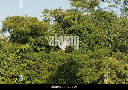 Ardea Cinerea (Graureiher) fliegt zwischen den Bäumen an den Ufern des Flusses Cuiaba Stockfoto