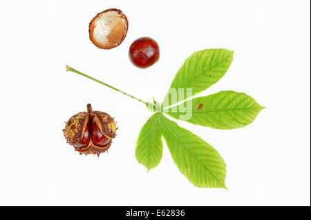 Rosskastanie oder Conker Baum (Aesculus Hippocastanum), Blätter und Früchte Stockfoto