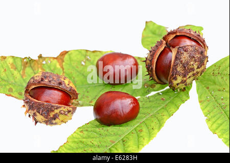 Rosskastanie oder Conker Baum (Aesculus Hippocastanum), Blätter und Früchte Stockfoto