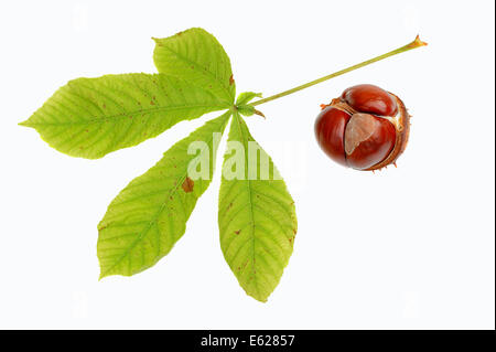 Rosskastanie oder Conker Baum (Aesculus Hippocastanum), Blätter und Früchte Stockfoto