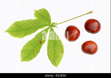 Rosskastanie oder Conker Baum (Aesculus Hippocastanum), Blätter und Früchte Stockfoto