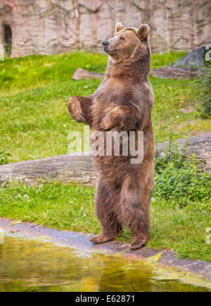 Braunbär (Ursus Arctos) auf den Hinterbeinen stehend Stockfoto