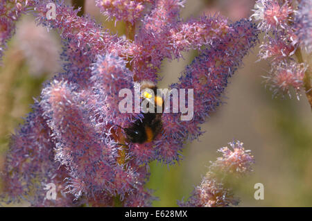Buff-tailed Bumble Bee ((bombus terrestris)) zu astilbe Blumen Stockfoto