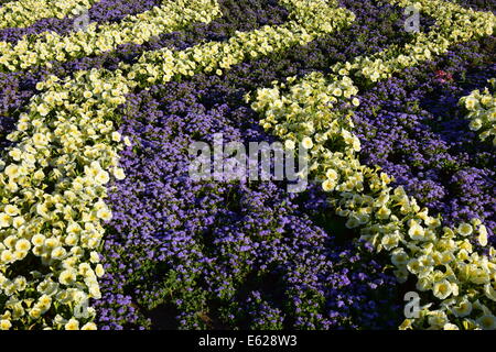 Sommer Blumenbeet mit Reihen von lila und grüne Blüten in Zick-Zack-form Stockfoto