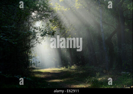 Sunrayes Morgen Dunst im Mischwald, Nationalpark De Hoge Veluwe, Gelderland, Niederlande Stockfoto