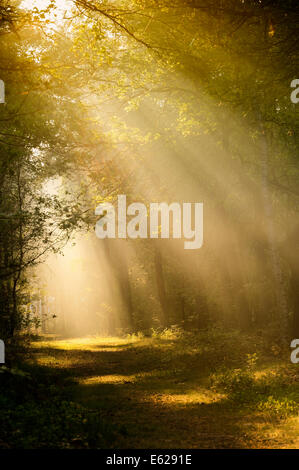 Sunrayes Morgen Dunst im Mischwald, Nationalpark De Hoge Veluwe, Gelderland, Niederlande Stockfoto