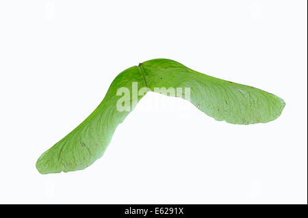 Ahorn oder Bergahorn (Acer Pseudoplatanus), Obst Stockfoto