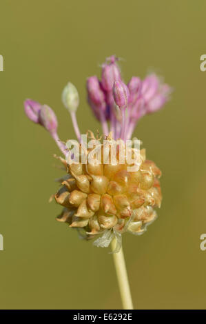 Wilder Knoblauch, Crow Knoblauch, Feld Knoblauch oder wilde Zwiebel (Allium Vineale), North Rhine-Westphalia, Germany Stockfoto