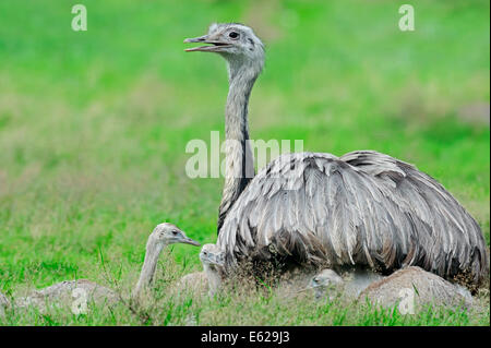 Amerikanische Rhea, größere Rhea oder gemeinsame Rhea (Rhea Americana) mit jungen Stockfoto