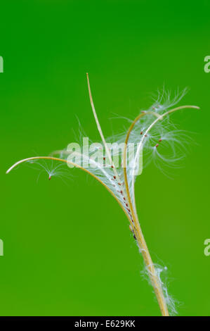 Smallflower behaarte Weidenröschen, kleine blühende Weiden Kraut, Hoary Weidenröschen oder kleinen blühenden Weidenröschen (Epilobium Parviflorum) Stockfoto