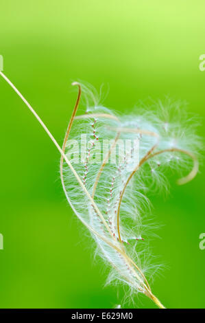 Smallflower behaarte Weidenröschen, kleine blühende Weiden Kraut, Hoary Weidenröschen oder kleinen blühenden Weidenröschen (Epilobium Parviflorum) Stockfoto