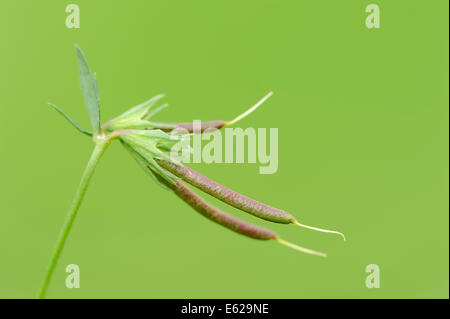 Birdsfoot Kleeblatt oder Vogels Foot Trefoil (Lotus Corniculatus), Früchte, North Rhine-Westphalia, Deutschland Stockfoto