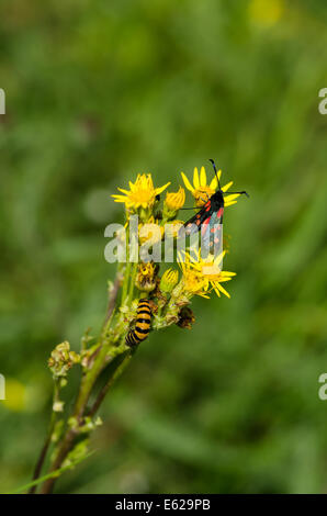 6 spot Burnet Motten auf Kreuzkraut Blume mit Zinnober caterpillar Stockfoto